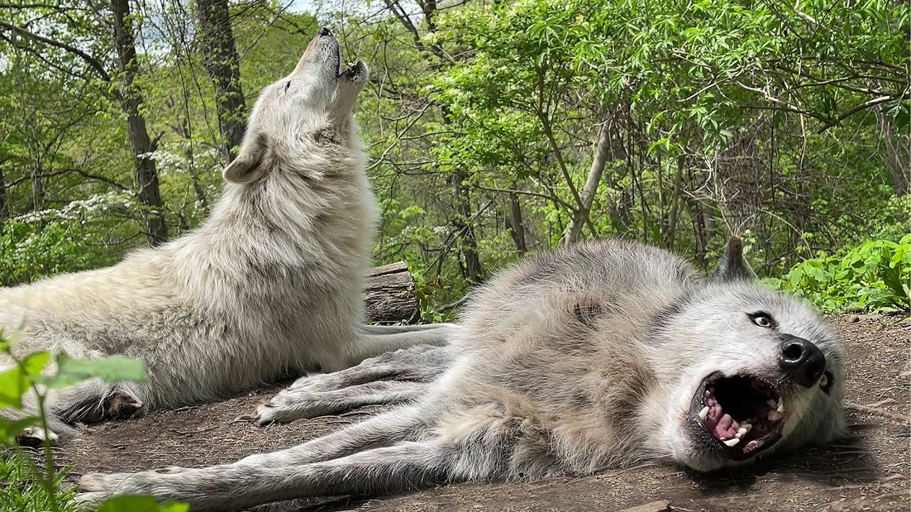 The Cutest Howls Are From Lazy Wolves