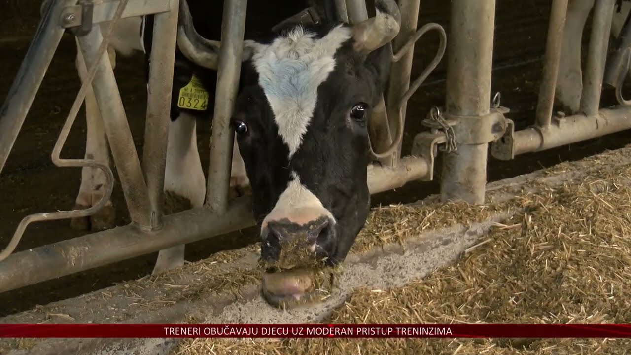 Broj proizvođača mlijeka u Hrvatskoj i dalje u padu – mogu li nove tehnologije biti zaokret?