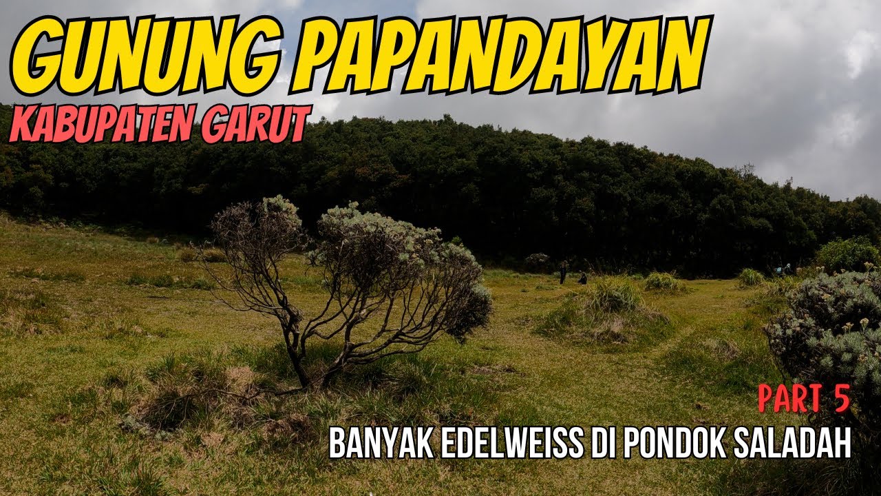 Virtual Hiking Gunung Papandayan | Part 5 Edelweiss di Pondok Saladah | 4K Uncut Video