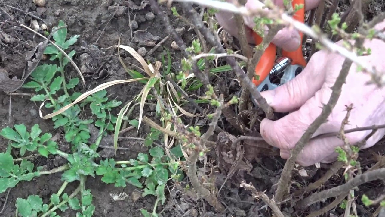 Intretinerea tufelor de agris
