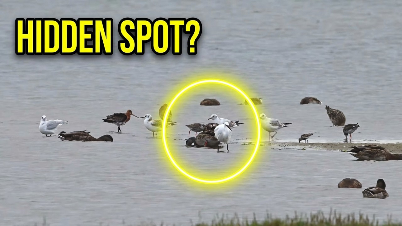 STOP Missing Out on Stanpit Marsh's Hidden Photography Location