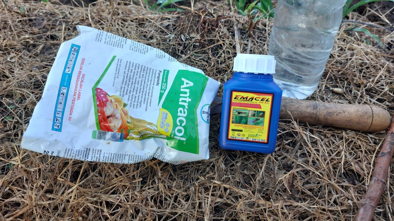 PENYEMPROTAN INSEKTISIDA EMACEL DAN  FUNGISIDA ANTRACOL