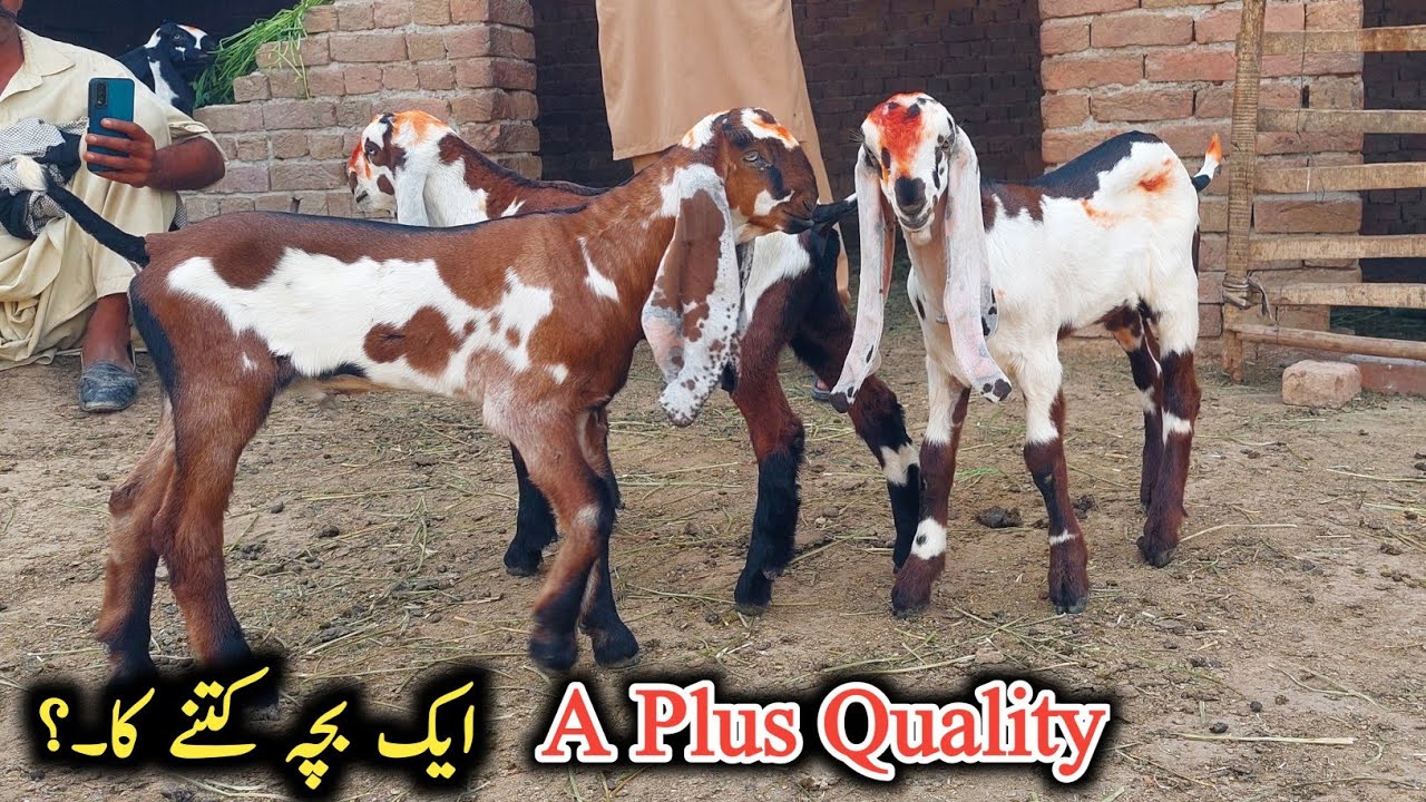 Extremely Pure Beetal Goat's Kids-Baby Goats-Out Class Beetal Goat Kids Of Abbas  Bhai-Beetal Goats
