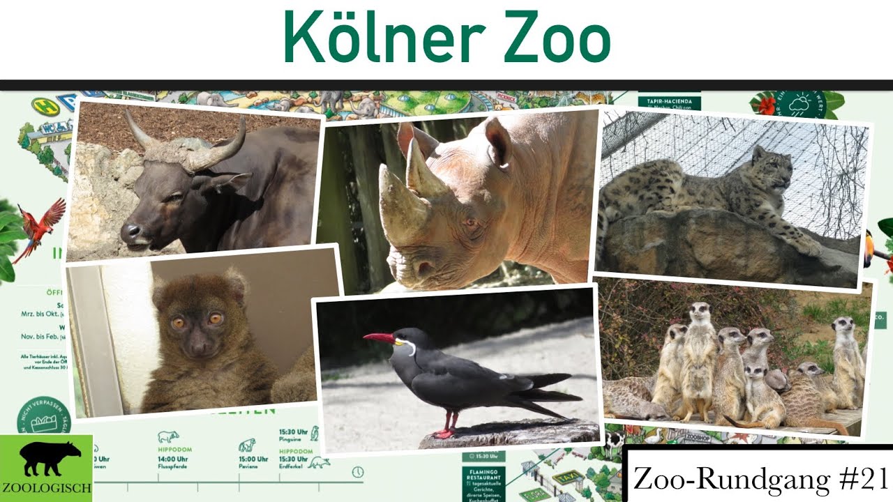 Kölner Zoo 2022 | Zoo-Rundgang #21