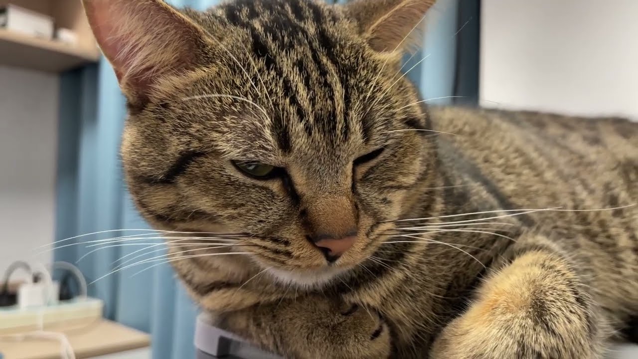 The sound of snoring cures your bad mood#cat #cats