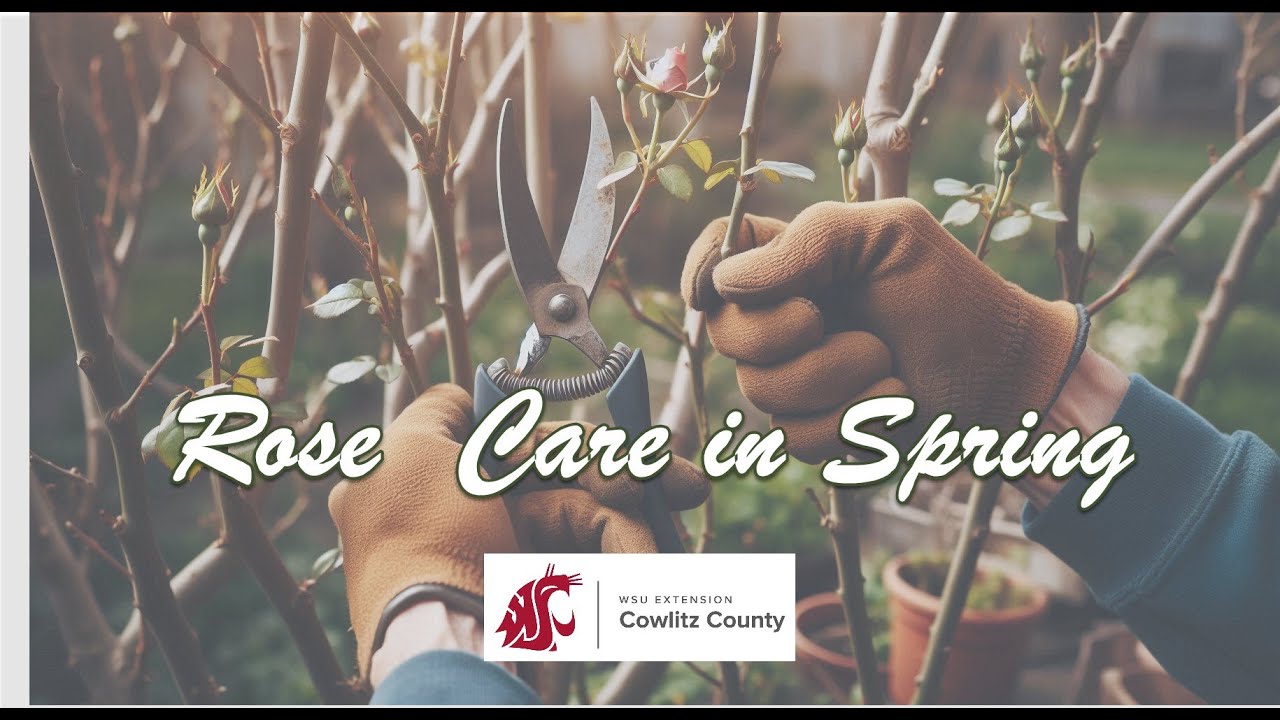 Rose Care in Spring