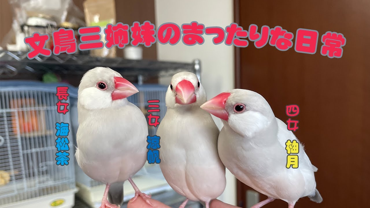 【シルバー文鳥】今年も変わらずのんびりまったり文鳥の日常