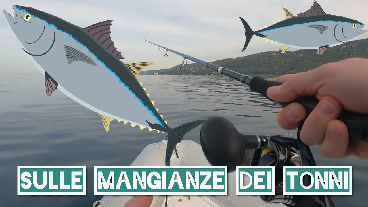 SPINNING: Tonni in mangianza nel golfo di Trieste