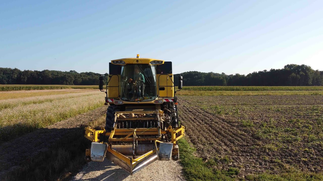 Pobiranje buč/zbieranie dyni | KMETIJA KRANJEC + KMETIJA KOŠAR [NEW HOLLAND CS 520]