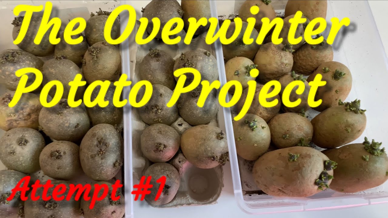 Growing Potatoes Over the Winter (Zone 9B)