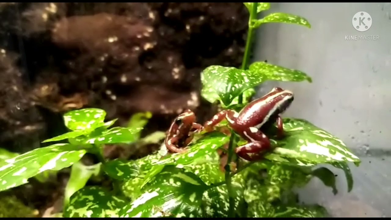 Anthony's Dart Frogs Calling