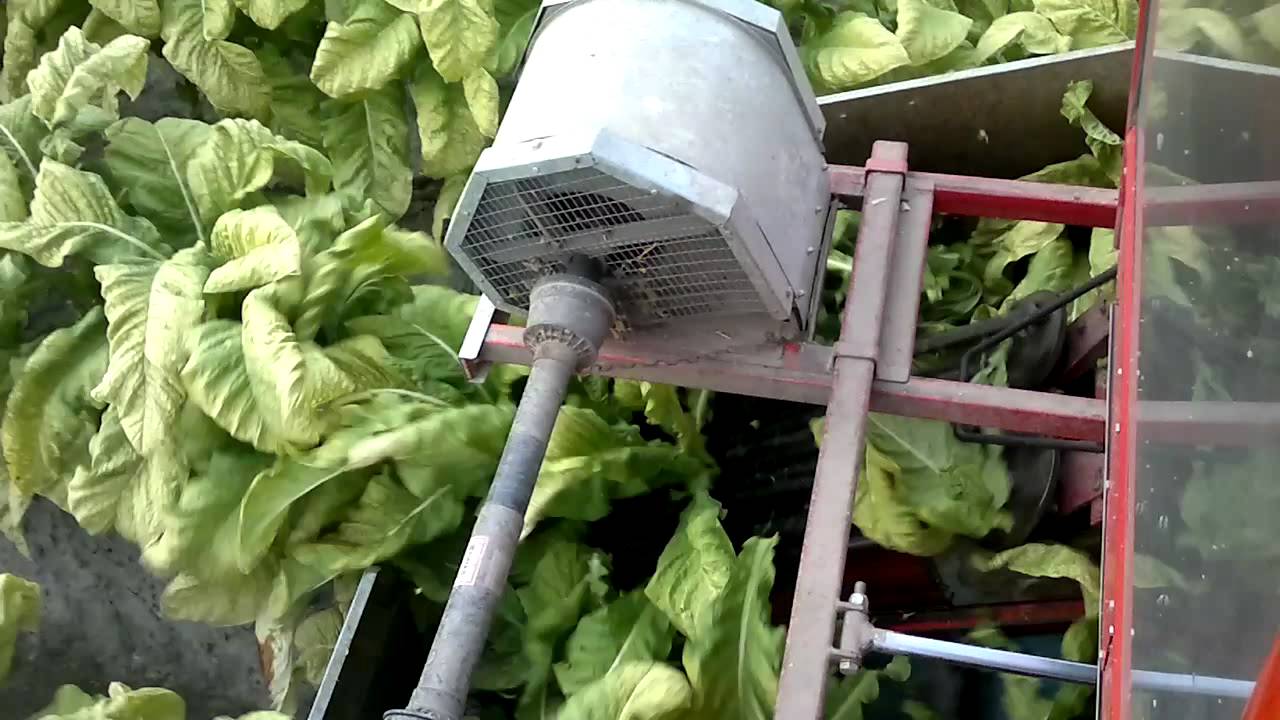 Cosechadora de tabaco spapperi apical