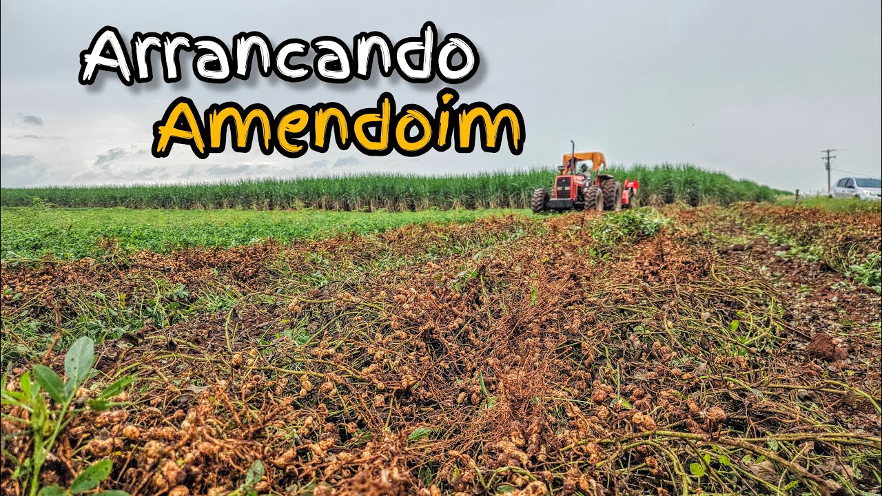🟢ARRANCANDO AMENDOIM SAFRA 2024 [MF 292 + KBM 2L]