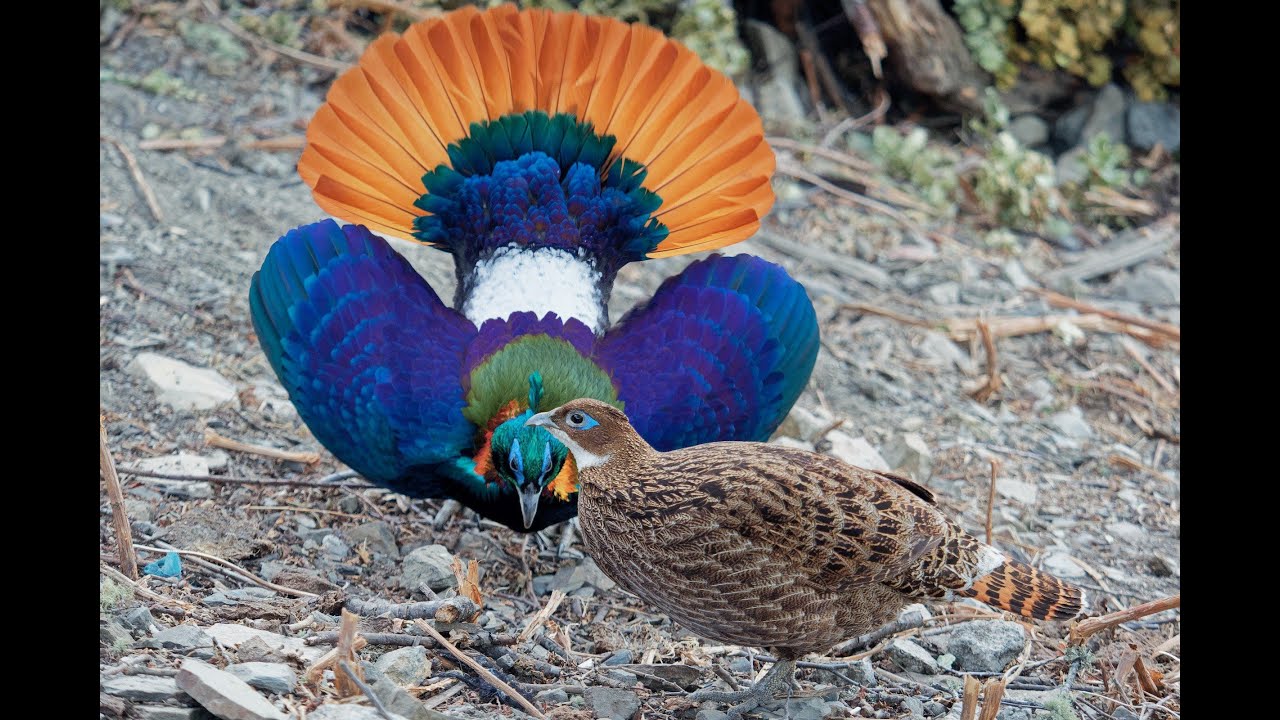 National Bird of Nepal -  Himalayan monal (Lophophorus impejanus) dance