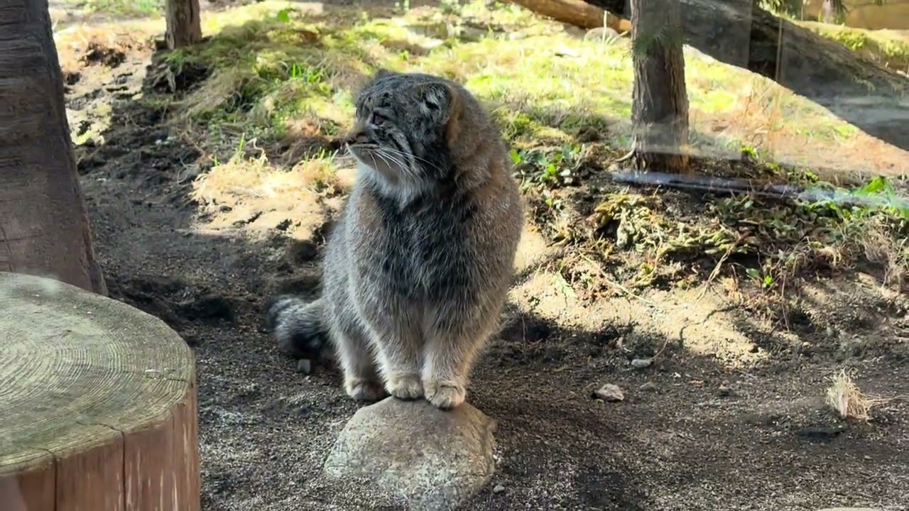 アブリコースちゃんのシッポ❣️ マヌルネコ　那須どうぶつ王国