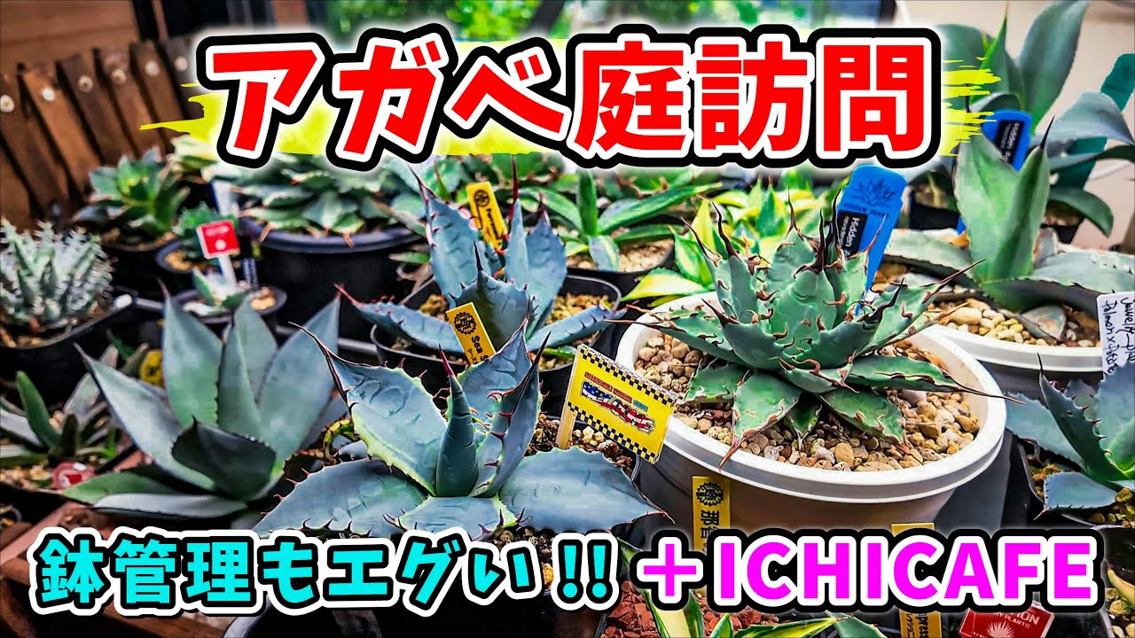 【アガベ庭訪問】高級鉢管理株もドライガーデンもお任せなパスタ屋イチカフェに行ってきた!!