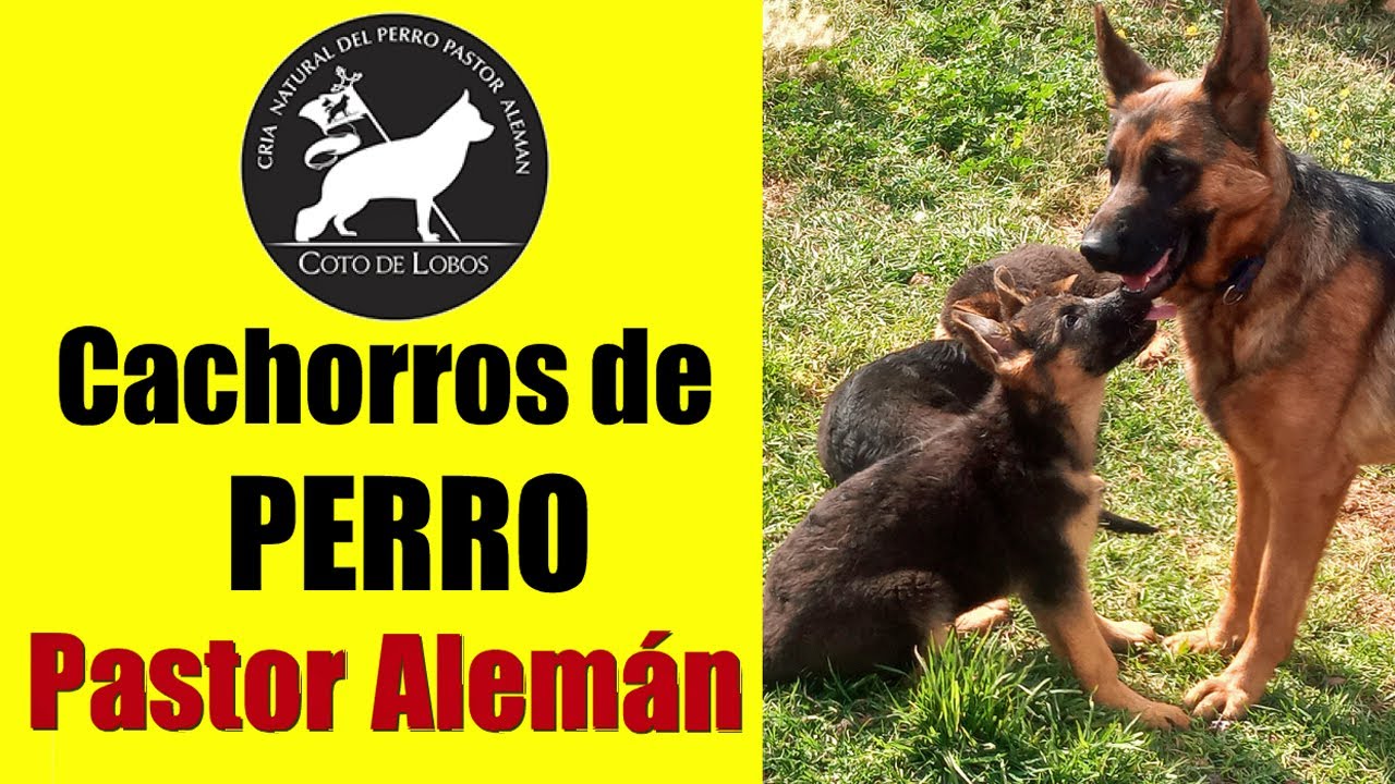 Cachorros Pastor Alemán del Coto de LobosMéxico