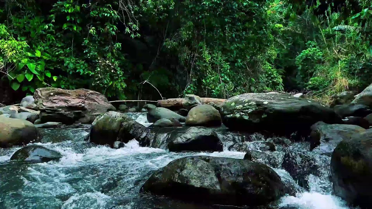 Jungle Stream Rushing Through Stones – Real River Sound for Sleep & Focus