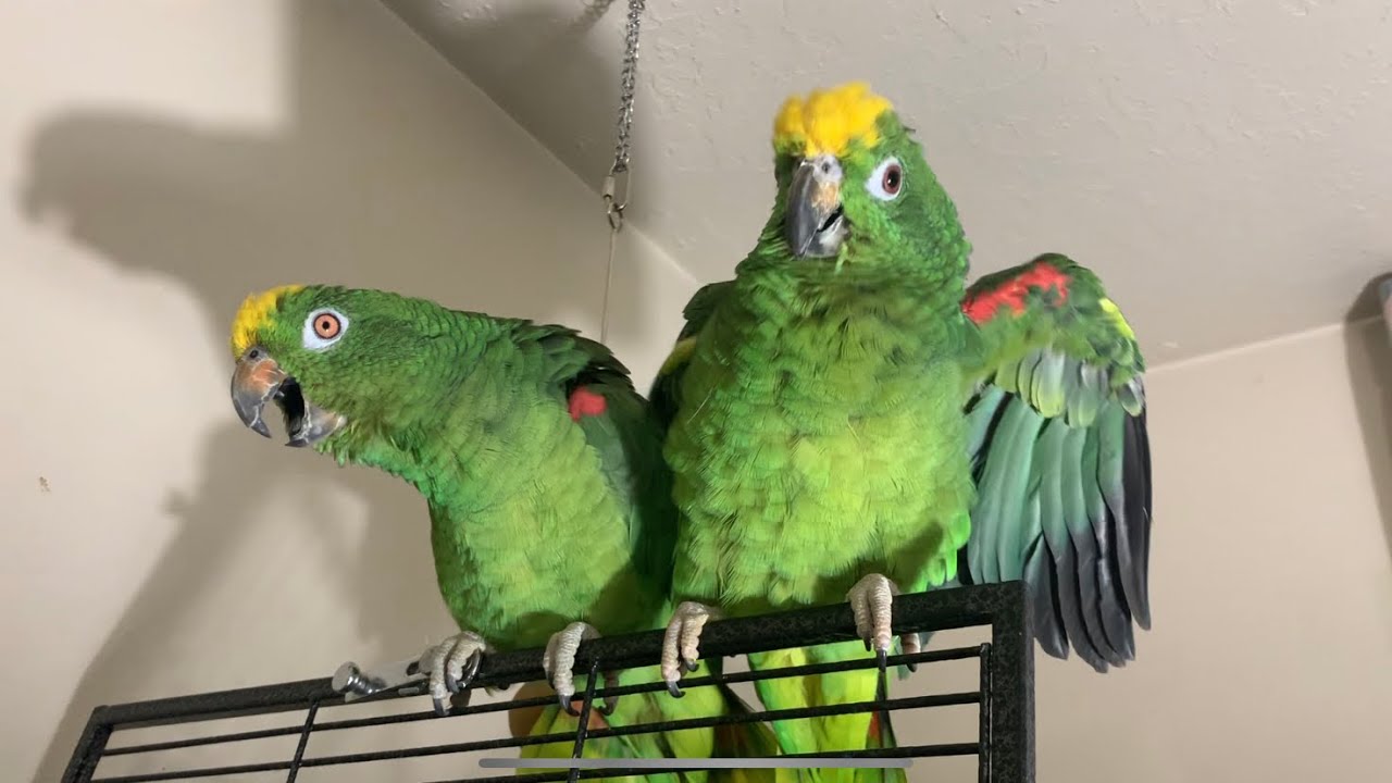 Parrot Sound | Amazon Parrot