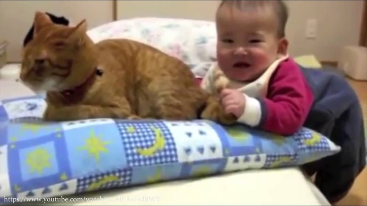 Lustige und mutige Katzen in au&szlig;ergew&ouml;hnlichen Situationen