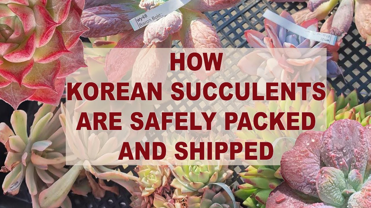 How Korean Succulents Are Safety Packed And Shipped!