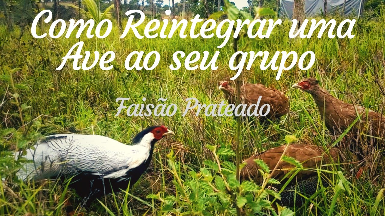 Como reintegrar uma ave ao seu conv&iacute;vio natural - Esp&eacute;cie: Fais&atilde;o Prateado
