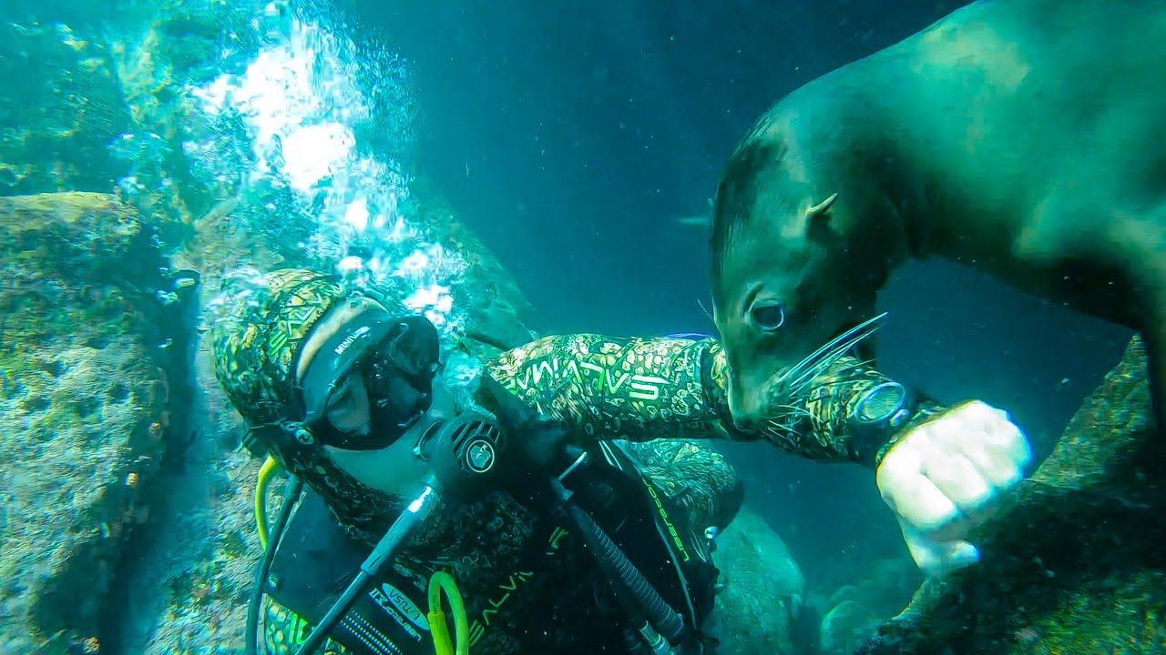 Scuba Diving with Sea Lions, Isla De Lobos, La Paz, Baja California, Mexico