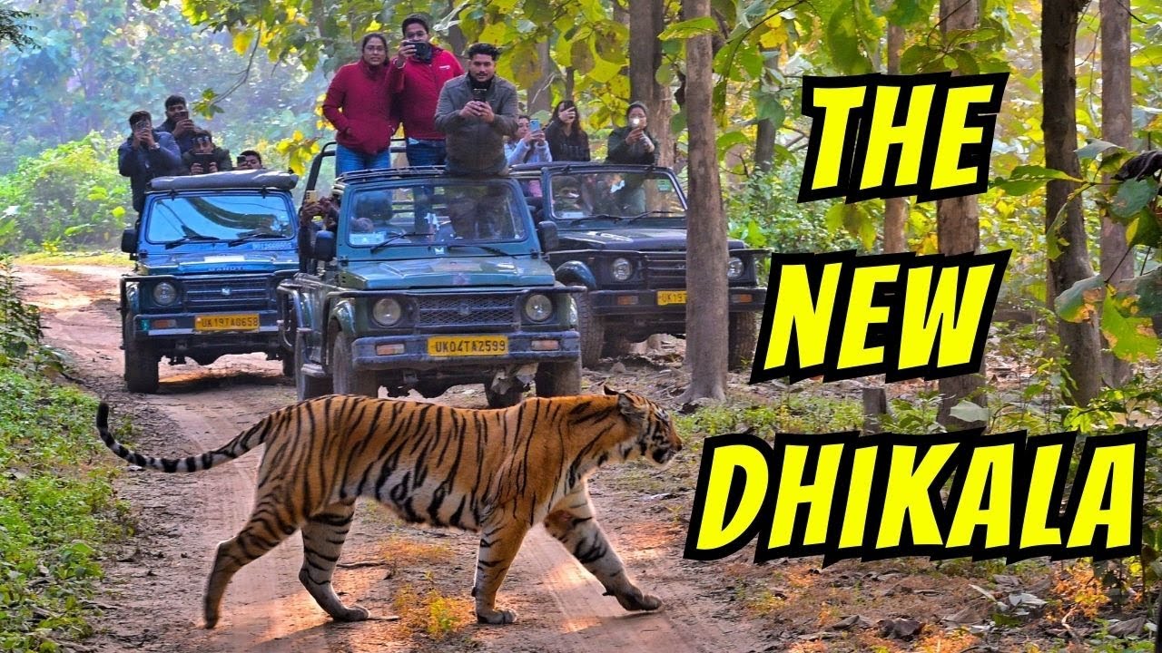 MY BEST TIGER SIGHTING IN NEW DHIKALA | 100K SPECIAL JUNGLE SAFARI IN JIM CORBETT BEST ZONE
