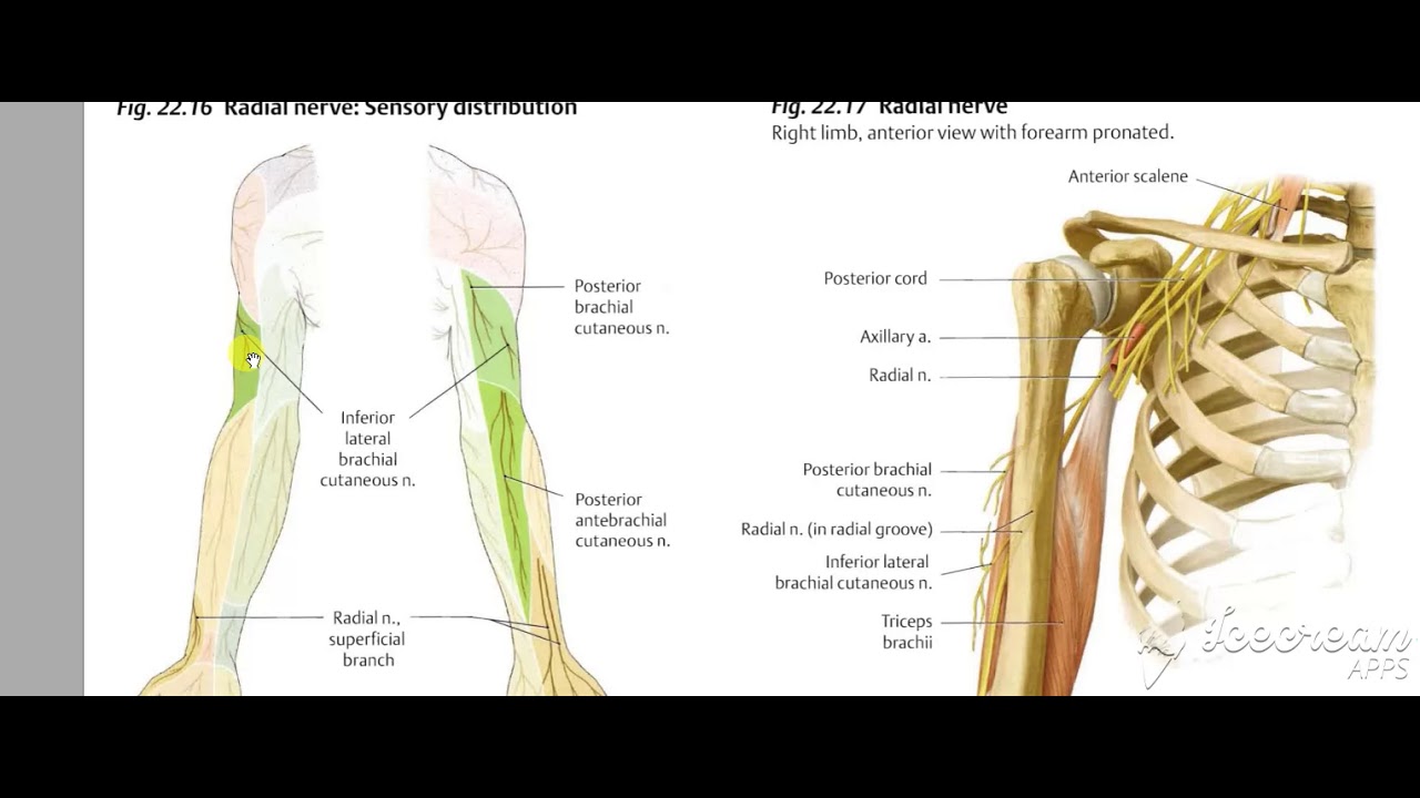 Cutaneous nerves of arm
