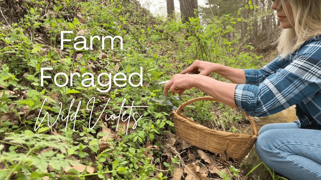 Wild Violet Simple Syrup | Farmhouse Foraged Recipes
