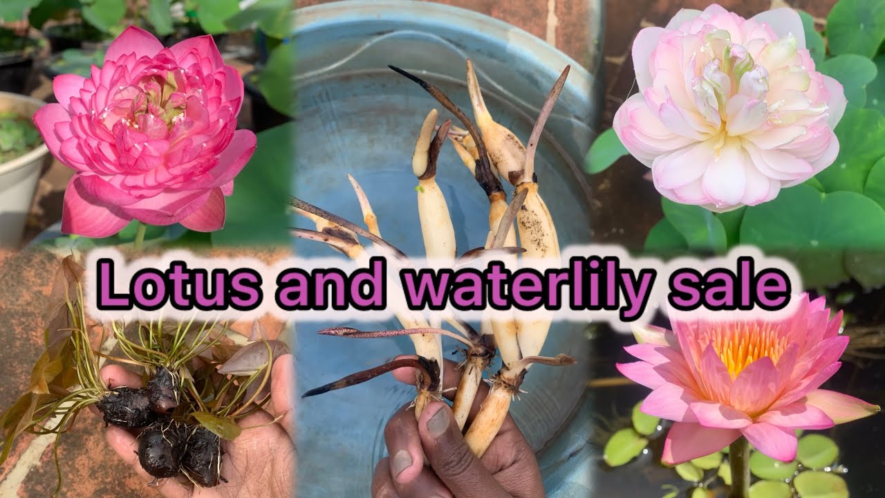 Lotus and waterlily sale#Low price#lotus#waterlily#trendingvideo#dream garden