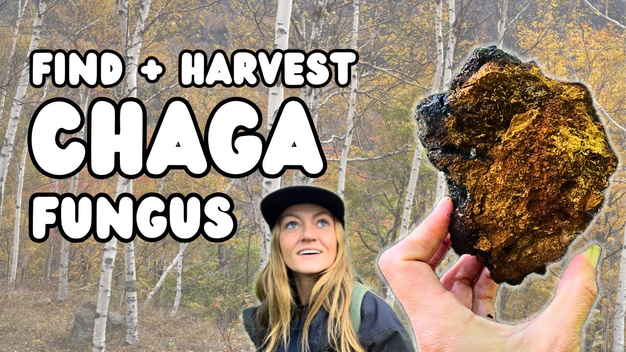 Finding Chaga | UK Fungi Foraging