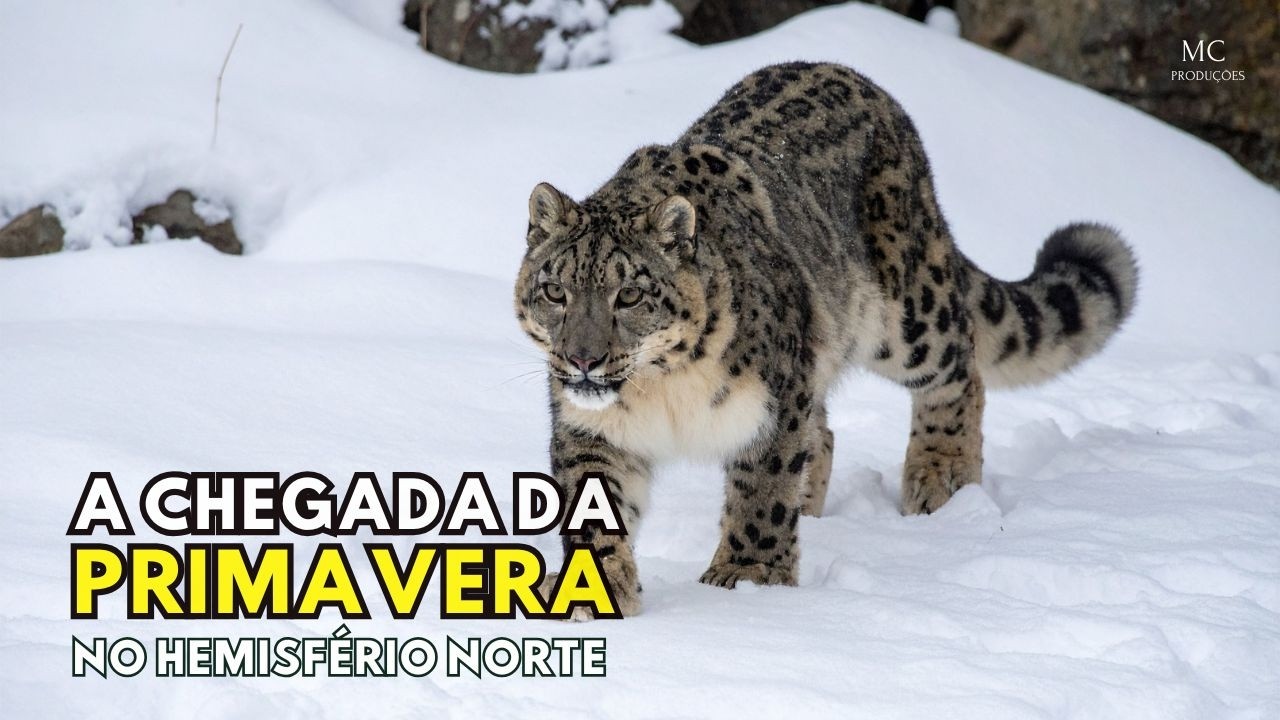 A Chegada da Primavera no Hemisfério Norte