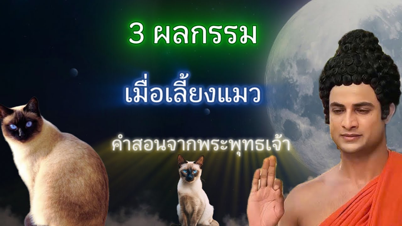 ความจริงที่ชวนสะพรึงเกี่ยวกับกรรมของผู้เลี้ยงแมวหลังความตาย !