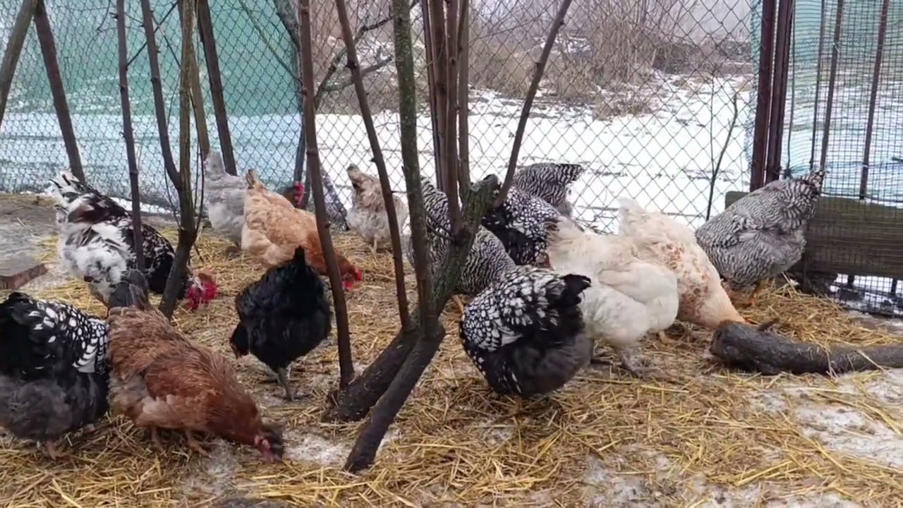 Кури побились брамка травмований,а зима ныяк не хоче выдступати #кури #господарство #індики #кролі