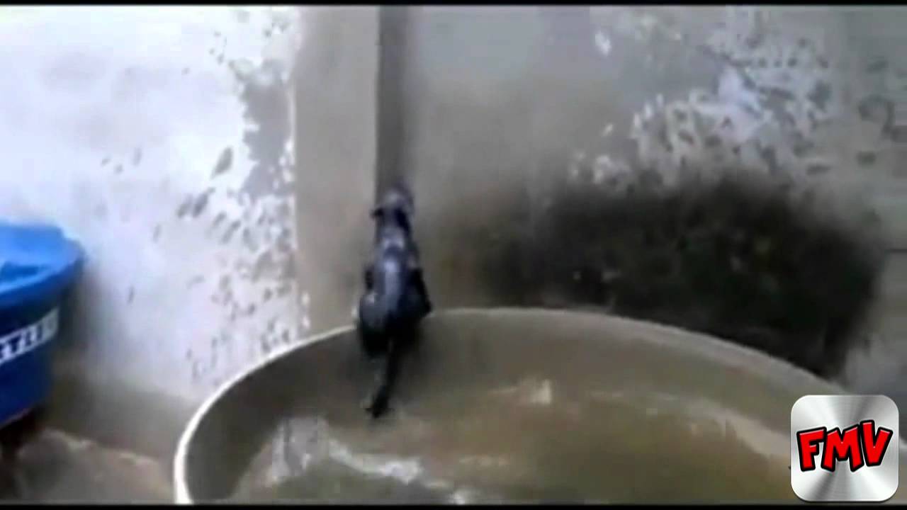 Cat Keeps Falling in Water 20.8.2012 |FMV|