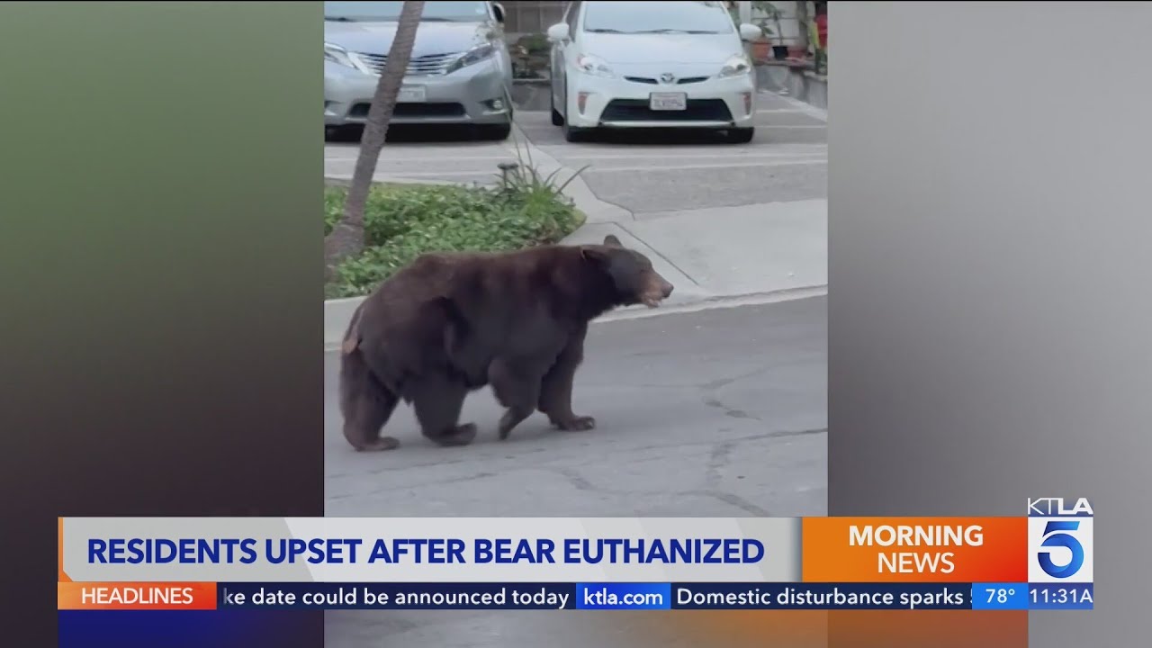 Community upset after mama black bear is euthanized