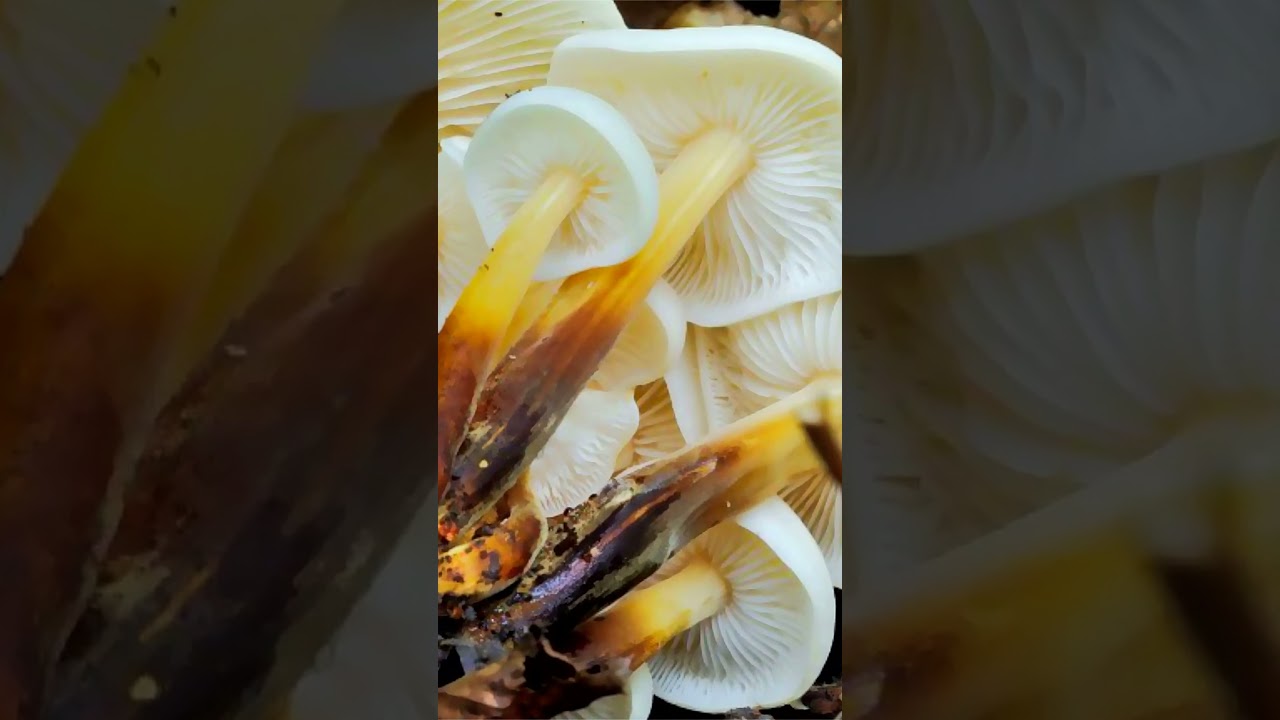 Фламмулина Фенны (Flammulina fennae)  short #shorts
