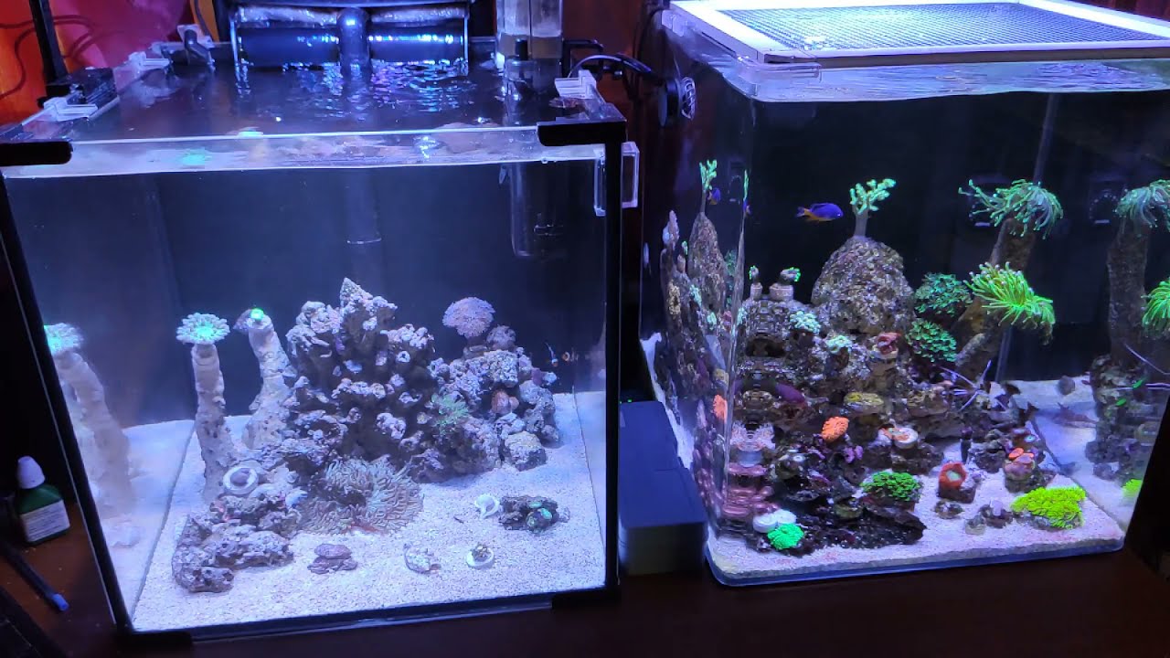 Морской аквариум . 6 месяцев с запуска . 1 часть.