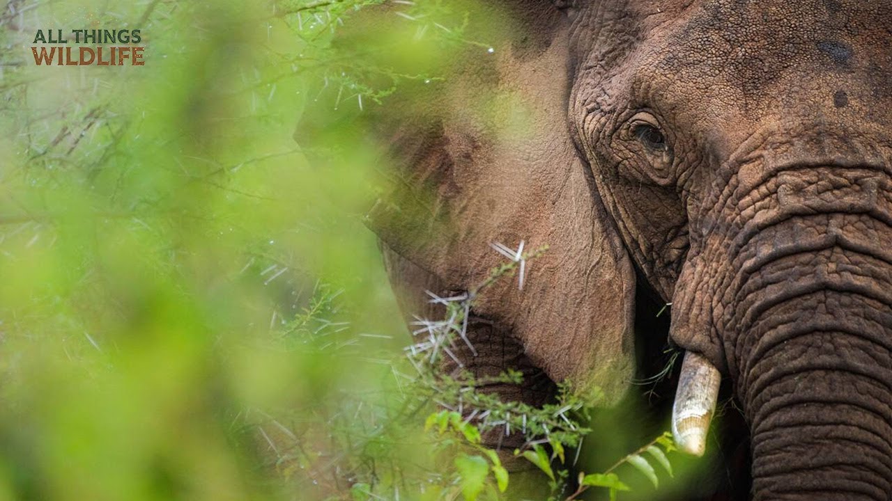 The Emotional Intelligence of African Elephants: A Deep Dive into Nature’s Giants