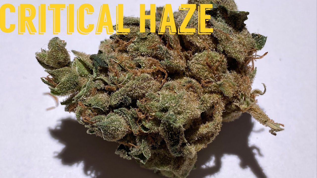 CRITICAL HAZE STRAIN REVIEW UK. #ukcannabis