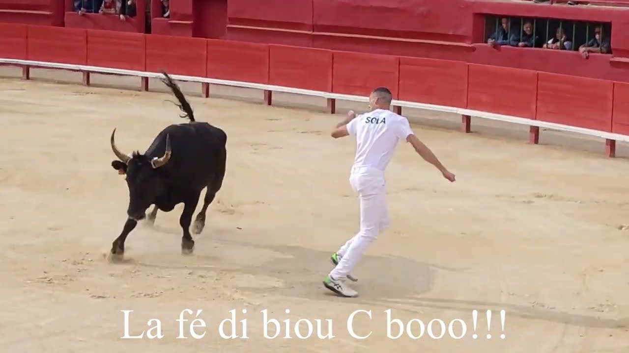 1er Taureaux Bodéga de Pérols 2022