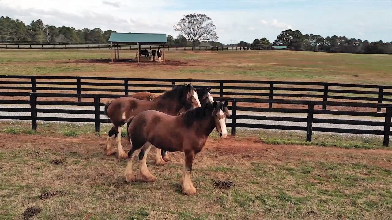 Clydesdale Horses At Home on North Georgia Farm