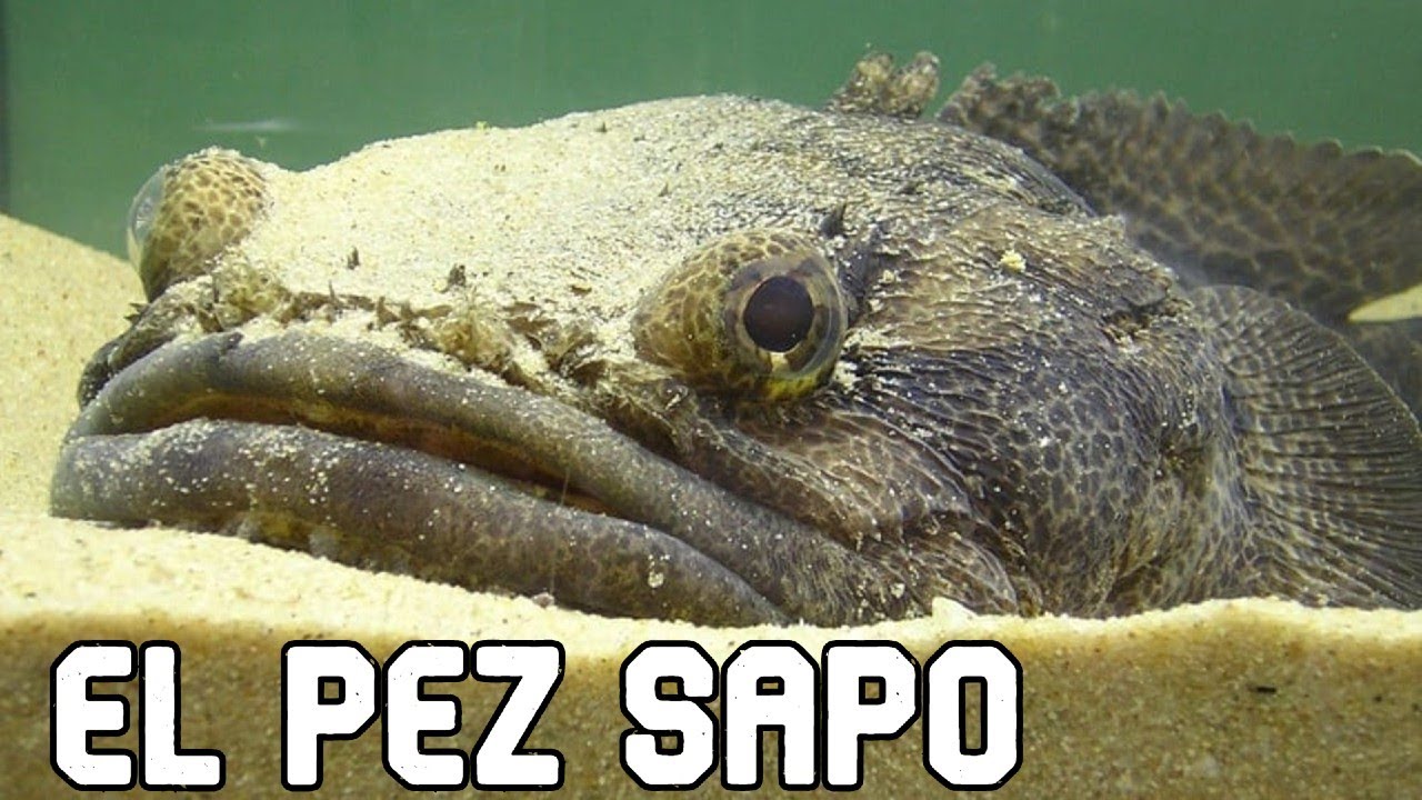 El pez sapo. Sonidos de teléfono. (Batrachoididae)