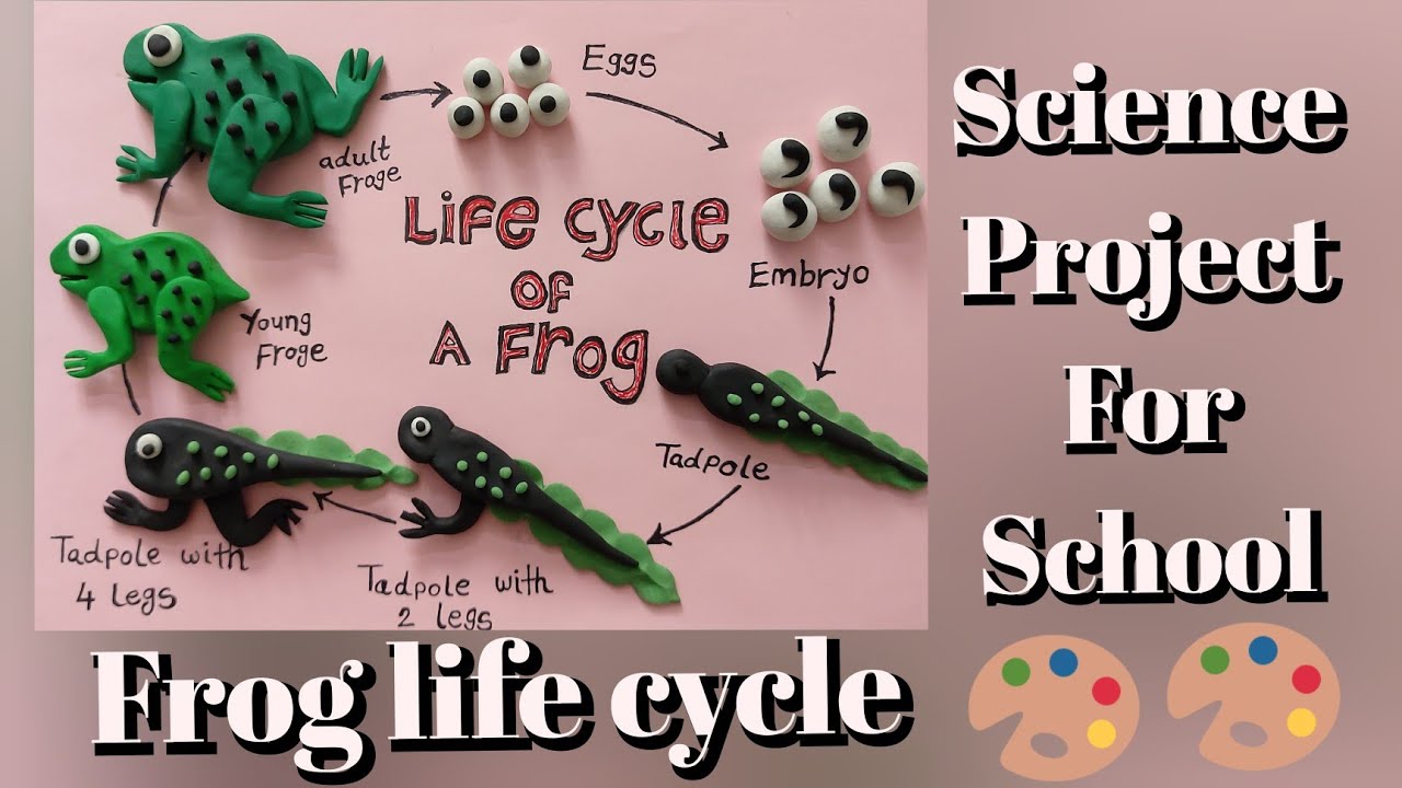 The Life Cycle of a 