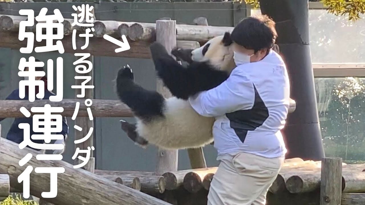 漫才でたー😂帰宅までやらかしてるw飼育員さんとの攻防戦がかわいい子パンダ楓浜🍁