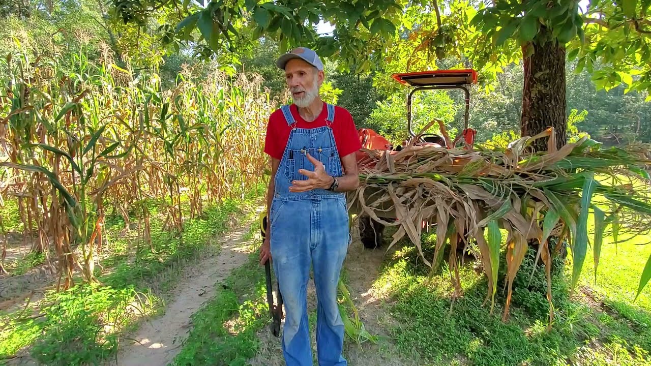 Полезное использование стеблей кукурузы — подготовка к посадке кукурузы в 2022 году