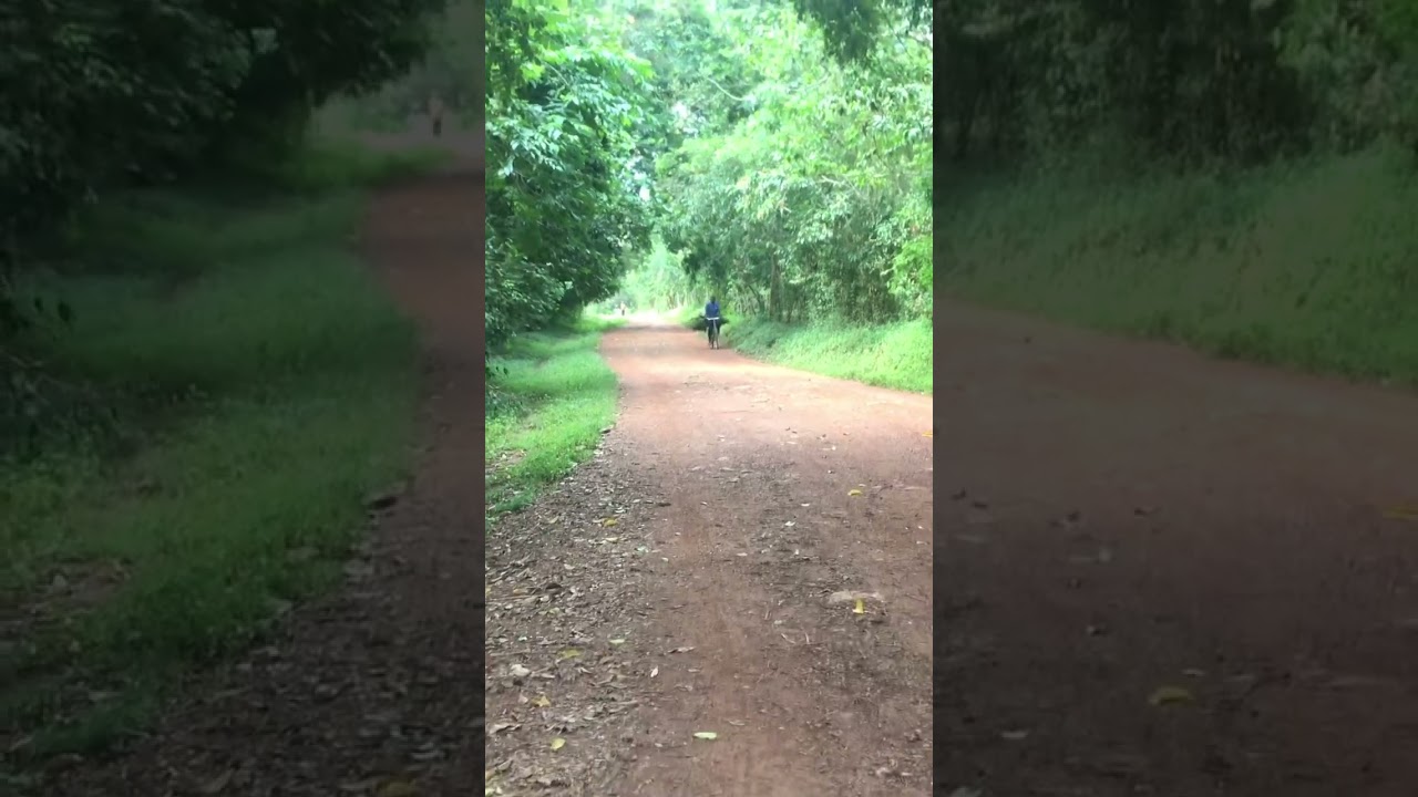 African Jungle walking lovely in uganda #kampala