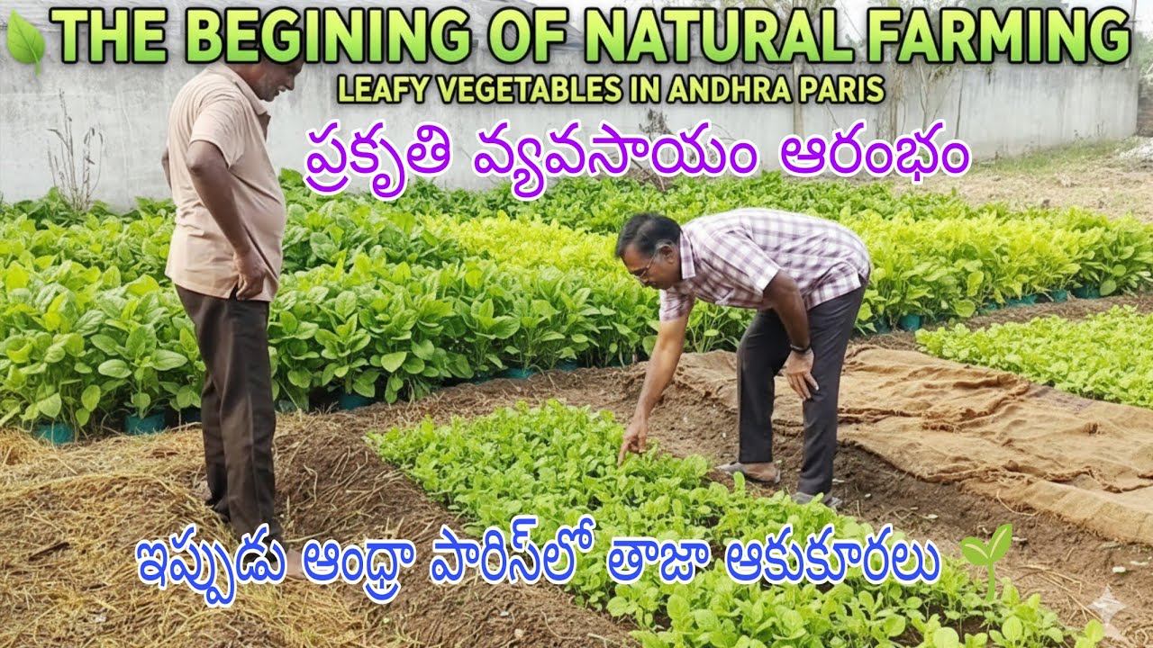 🌿🌾ప్రకృతి వ్యవసాయం ఆరంభం: ఆంధ్రా పారిస్‌లో తాజా ఆకుకూరలు🌿🌾...