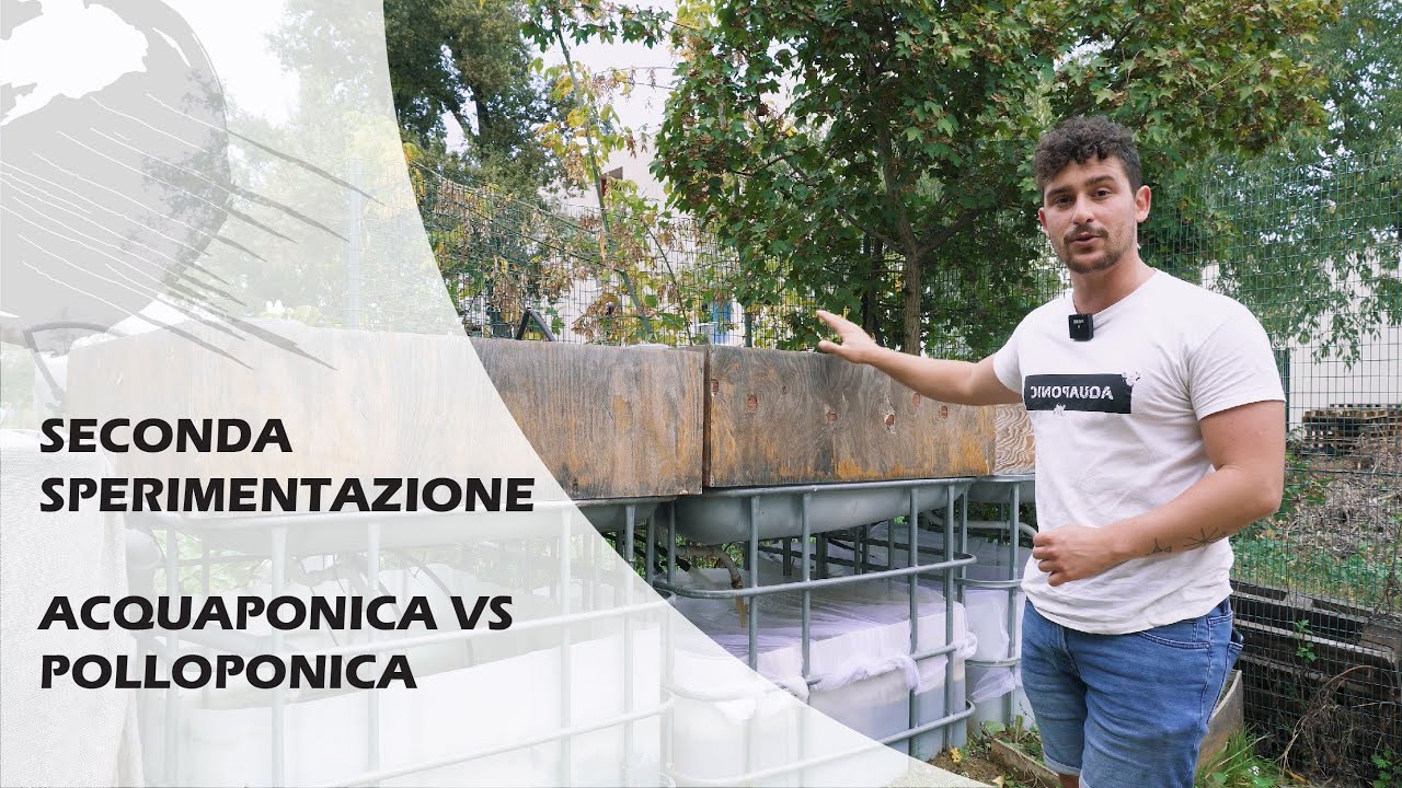 5 kg di pollina VS ACQUAPONICA E IDROPONICA